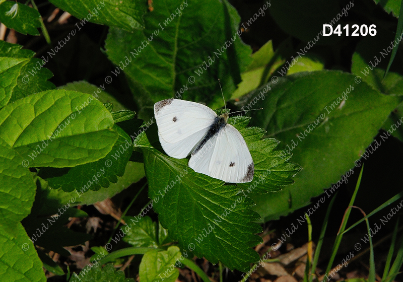 Cabbage White (Pieris rapae)